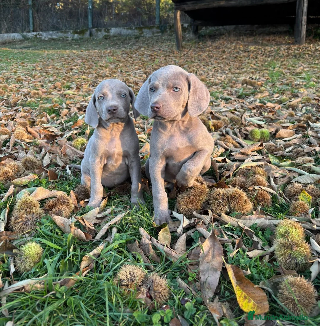 Weimaraner perros en venta: Braco de Weimar en Lugo - Anuncio 3