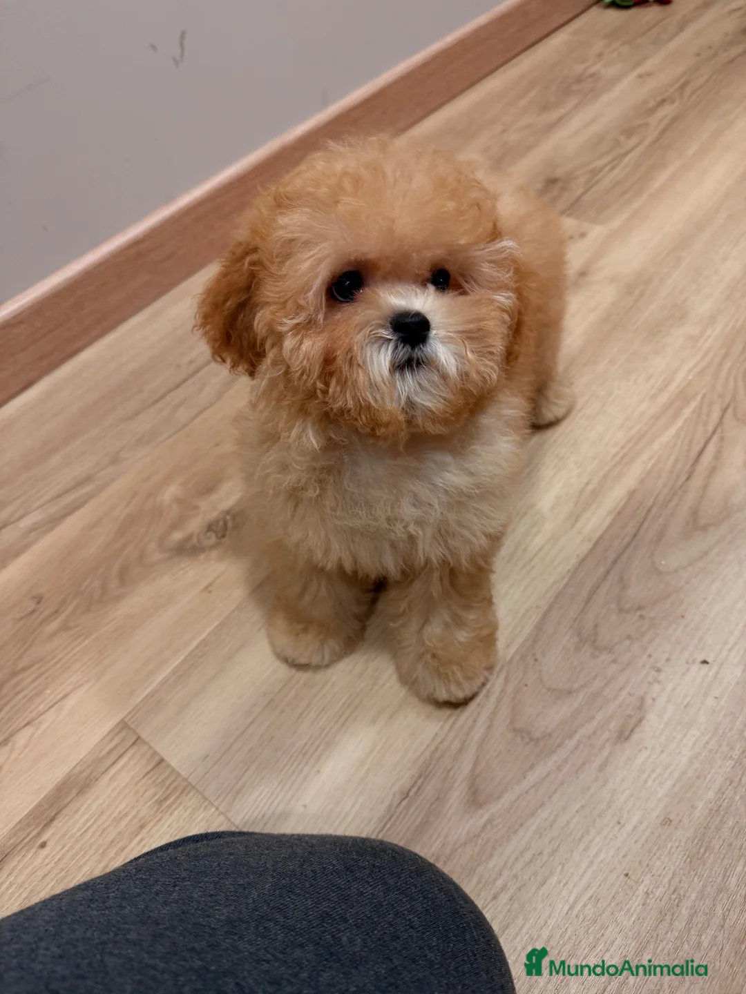 Shihpoo perros en venta: ShihPoo apricot  - Anuncio 2