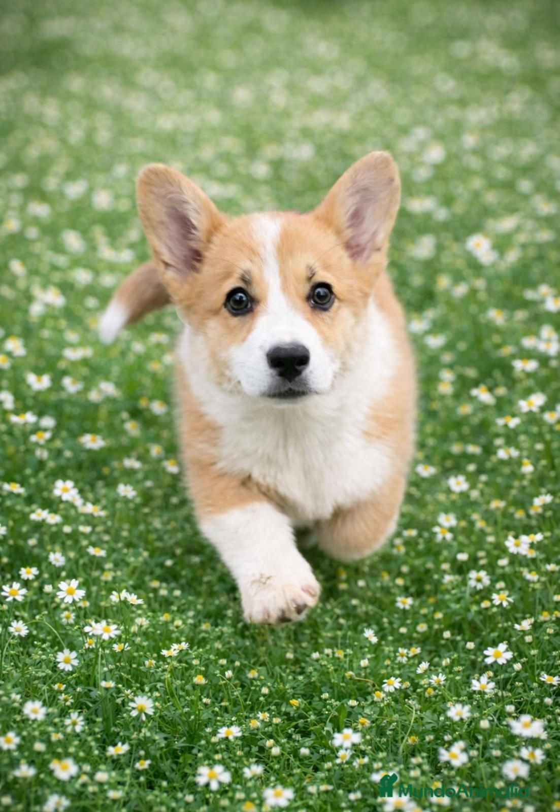 Welsh Corgi Pembroke perros Cachorros  corgis pembroke valencia España Madrid - Anuncio 2