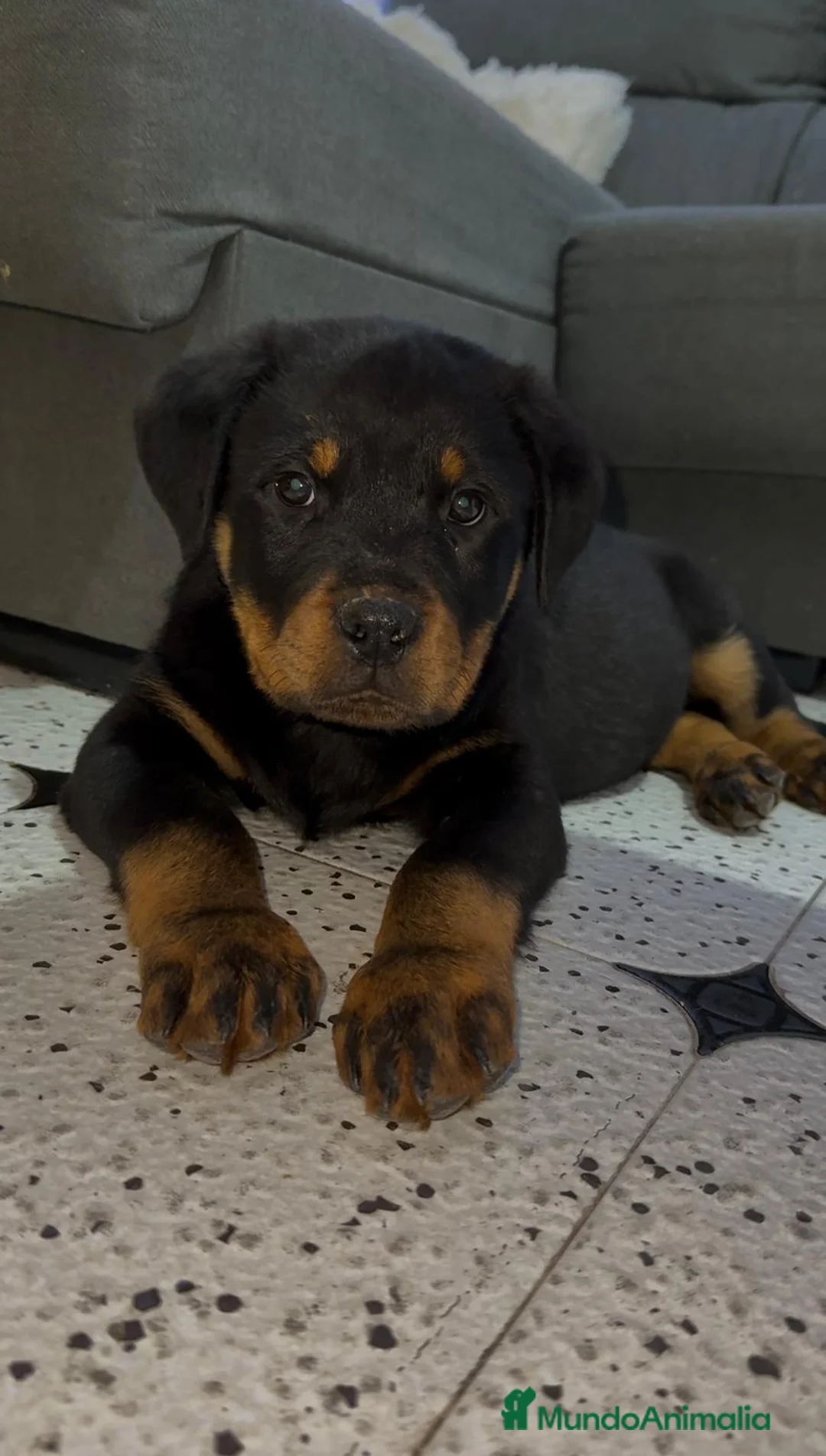 Rottweiler perros en venta: Rotweiller hembras disponibles - Anuncio 1