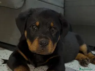 Rottweiler perros Rotweiller hembras disponibles - Anuncio 4