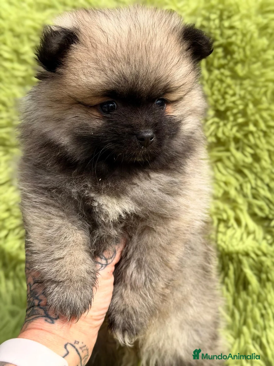 Pomerania perros en venta: POMERANIA OSITOS DISPONIBLES - Anuncio 5