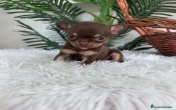 Chihuahua perros en venta: CHIHUAHUA MACHO CHOCOLATE  - Imagen 1