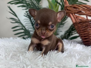 Chihuahua perros - Anuncio 25