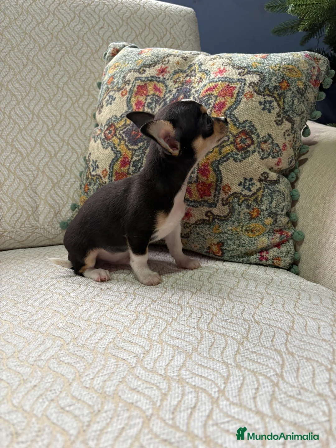 Chihuahua perros en venta: Macho chihuahua Toy tricolor  - Anuncio 4