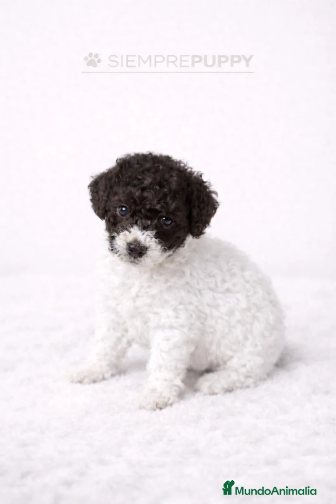 Perro de Agua Español perros en venta: PERRO DE AGUA ESPAÑOL - Anuncio 4