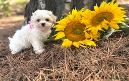 Bichón Maltés perros en venta: Bichon maltés alta selección de cachorros  - Imagen 1