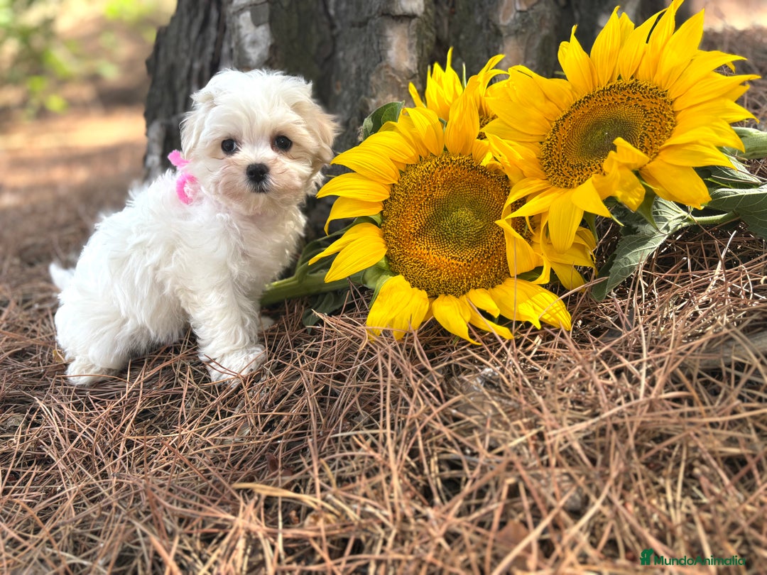 Bichón Maltés perros en venta: Bichon maltés alta selección de cachorros  - Imagen 1