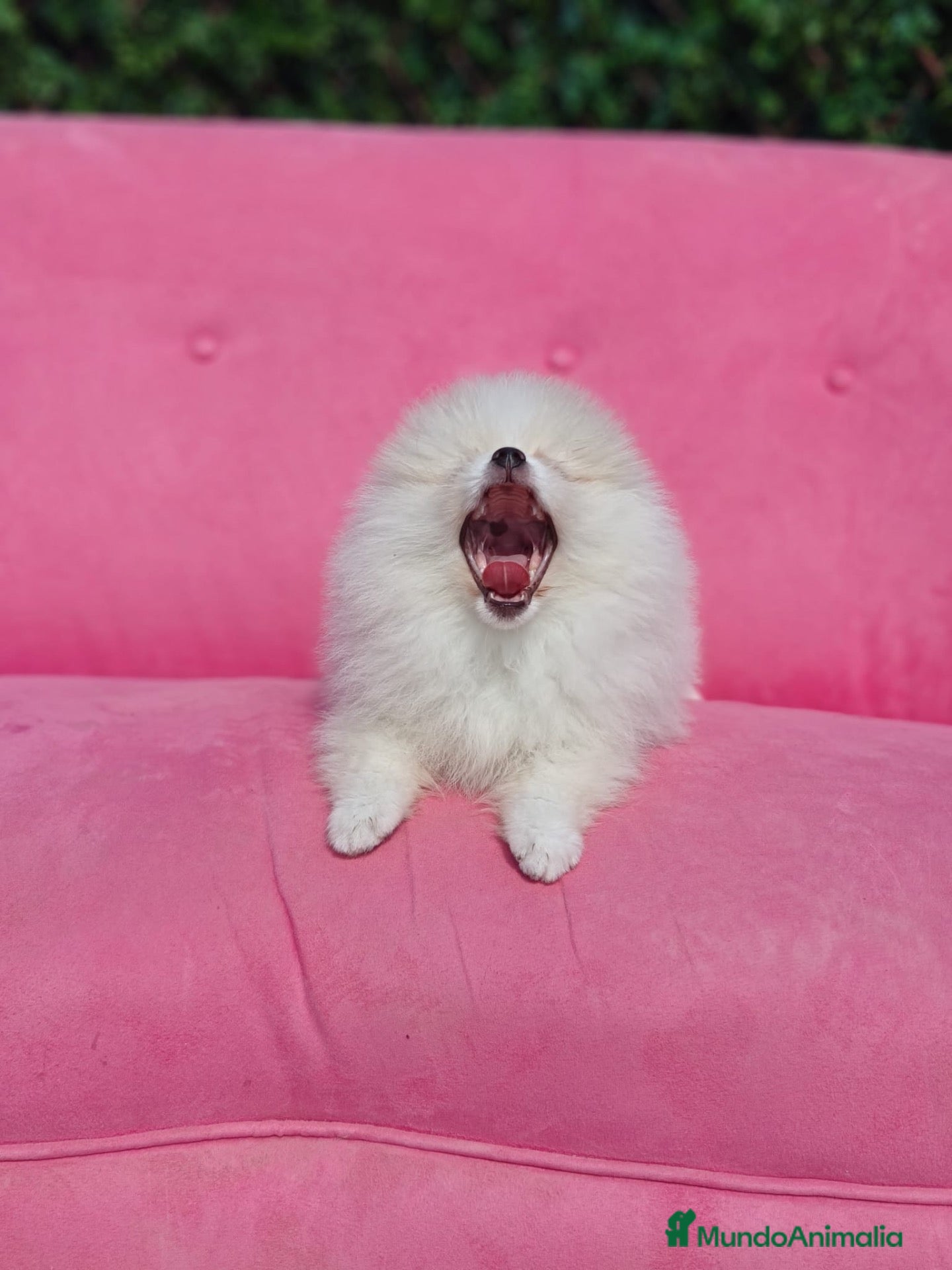 Pomerania perros Pomerania Macho crema - Anuncio 12