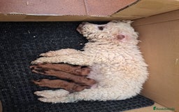 Caniche Toy perros en venta: Caniches - Imagen 4