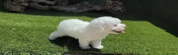 Caniche Toy perros en venta: Caniche toy - Anuncio 9