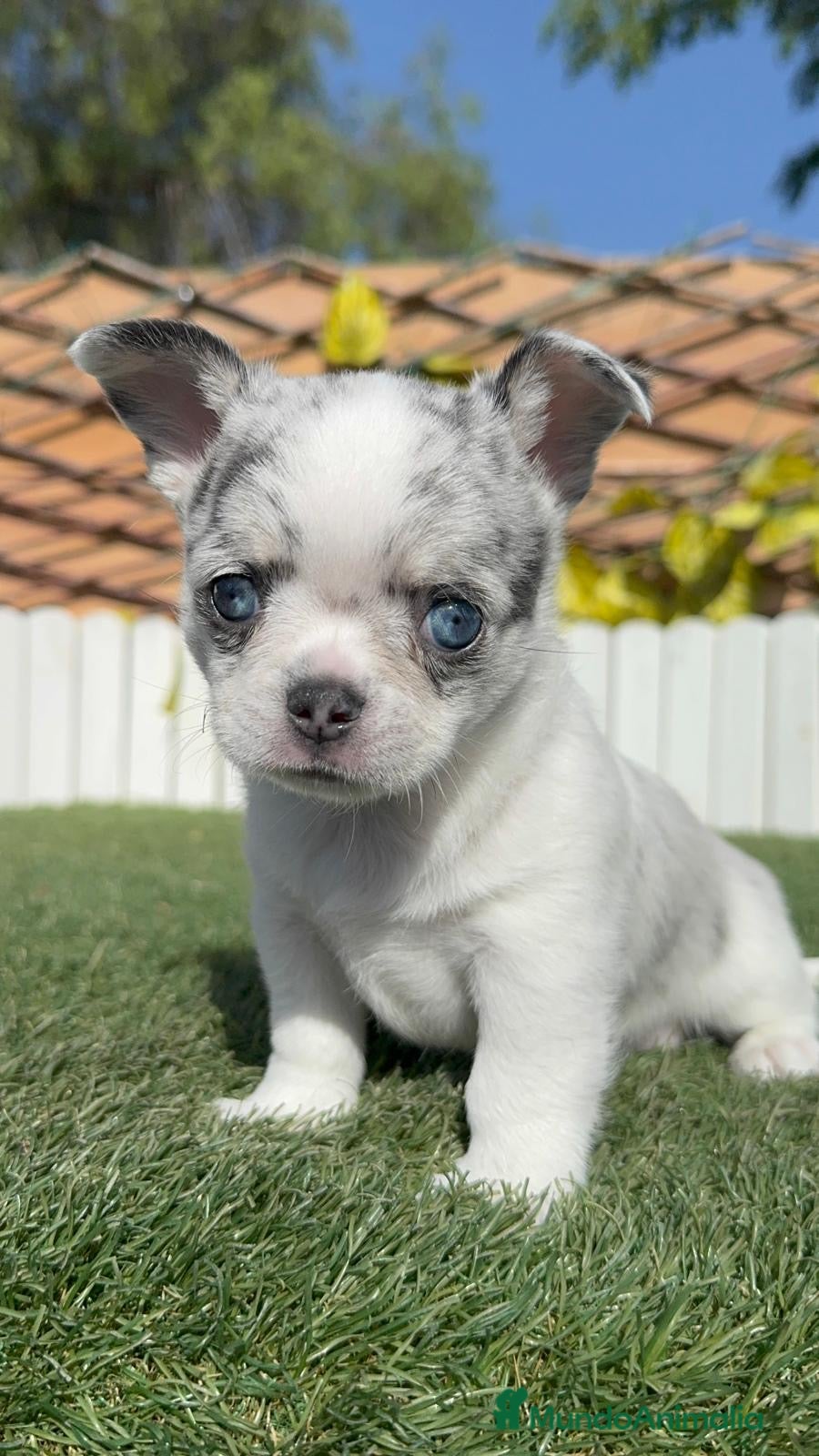 Chihuahua perros CHIHUAHUA MERLE  - Anuncio 14