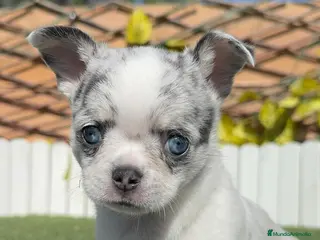 Chihuahua perros CHIHUAHUA MERLE - Anuncio 14
