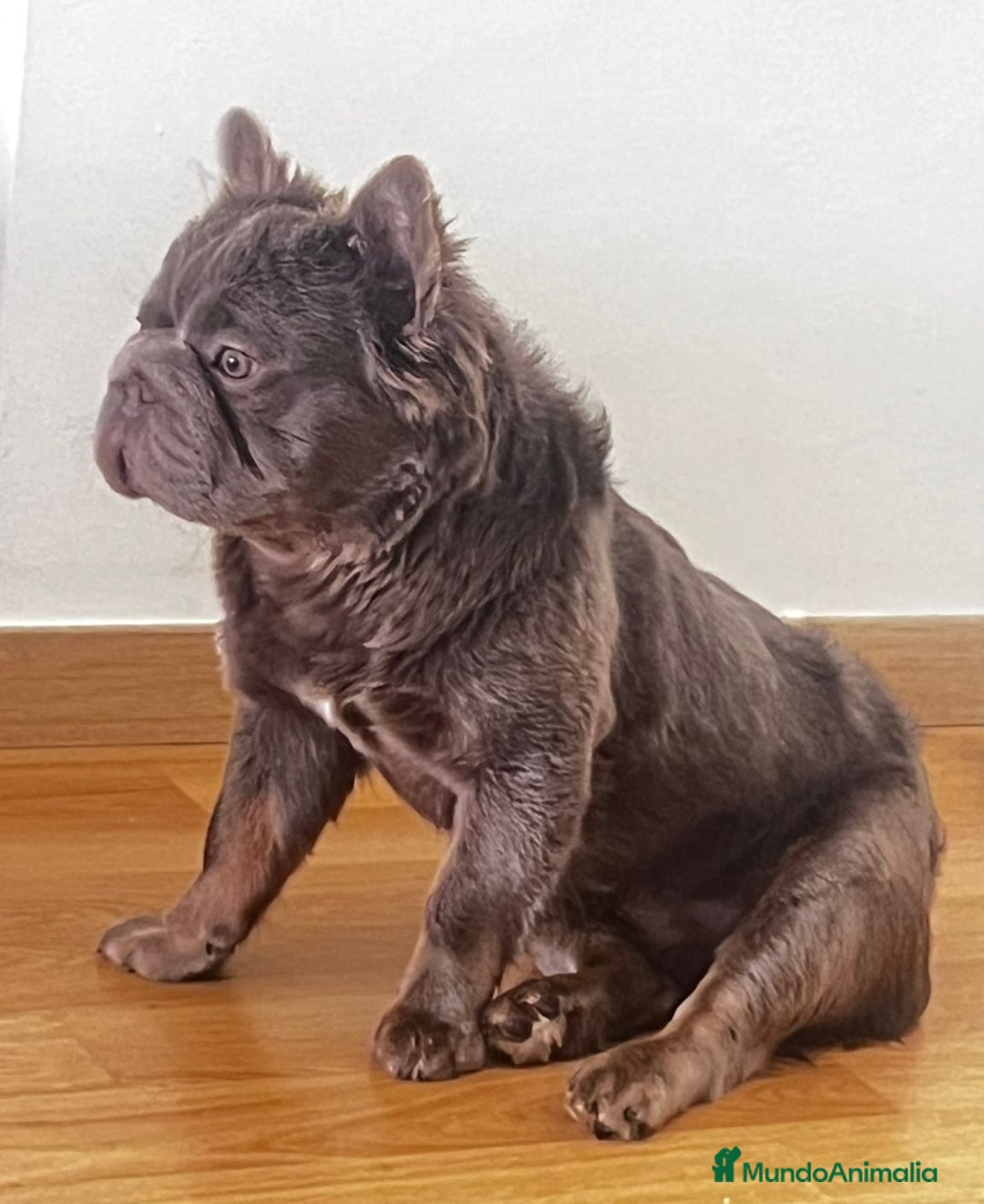 Bulldog Francés perros en venta: Bulldog francés fluffys Big rope Isabellas - Imagen 6
