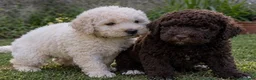 Perro de Agua Español perros en venta: Cachorritos de agua super rizaditos - Anuncio 1