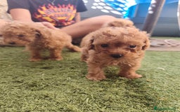 Caniche Toy perros en venta: Cachorritos toy rojos apricot - Imagen 4