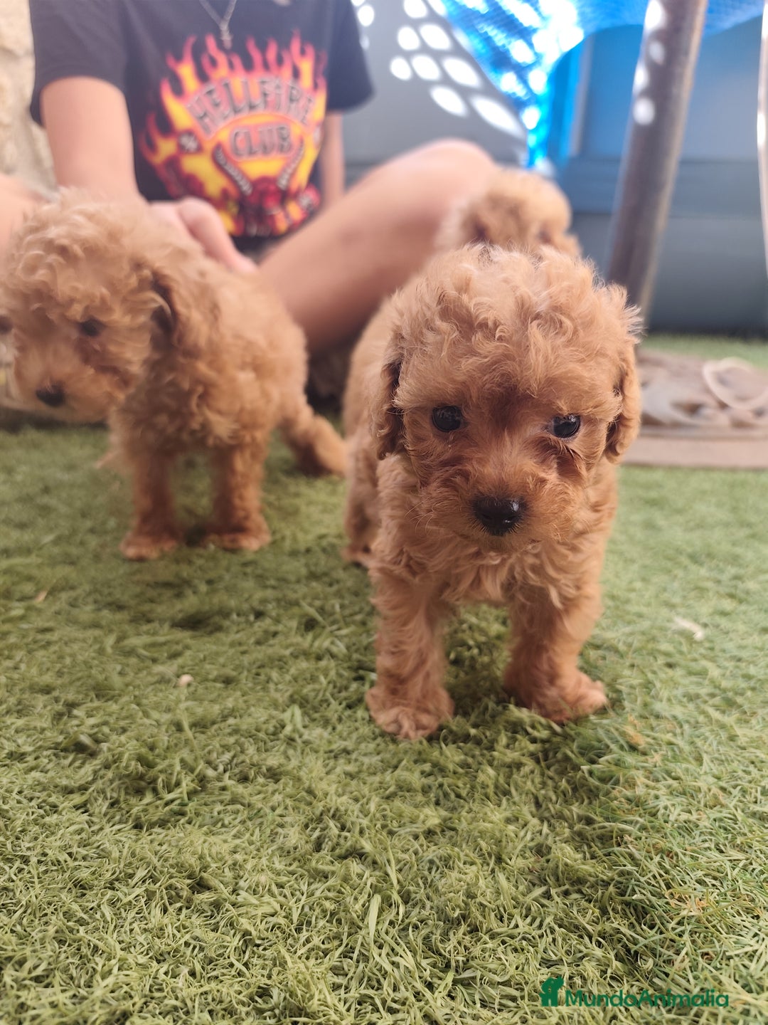 Caniche Toy perros en venta: Cachorritos toy rojos apricot - Imagen 4