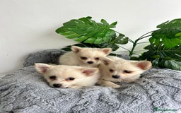 Pomchi perros en venta: Pomchi mini - Imagen 5