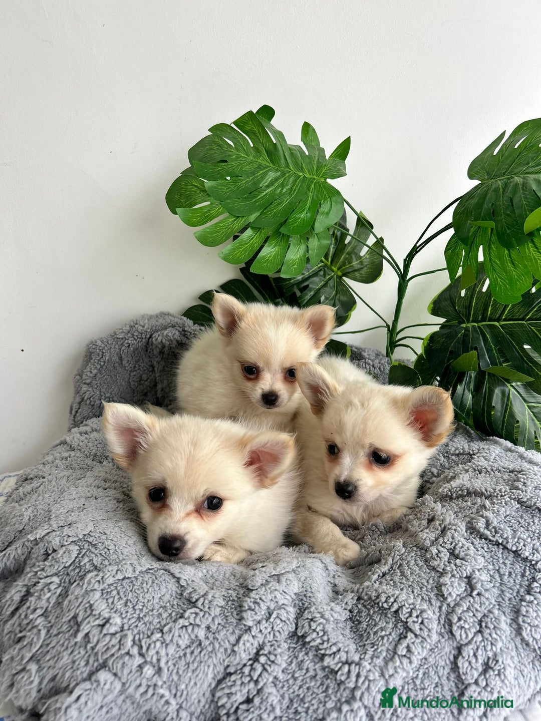 Pomchi perros en venta: Pomchi mini - Imagen 5