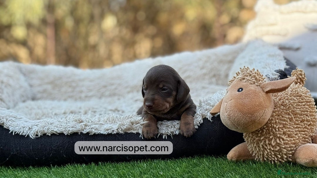 Teckel Miniatura perros en venta: TECKEL MINIATURA - Imagen 2