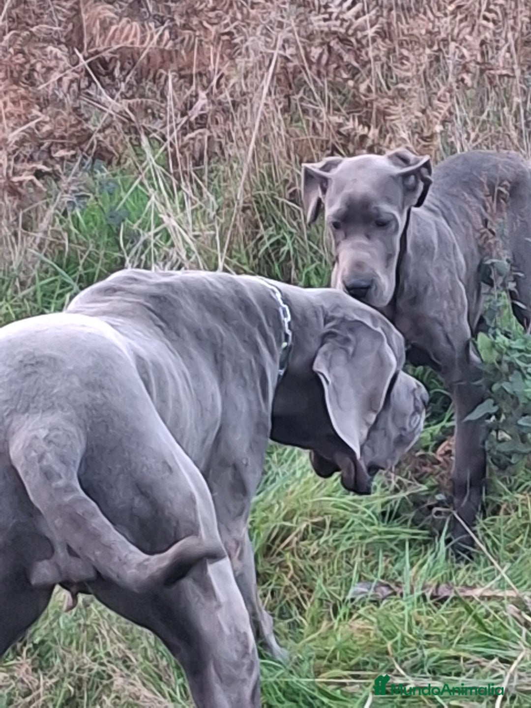 Dogo Alemán perros en venta: Hembra Dogo Alemán  - Anuncio 4