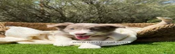 Border Collie perros en venta: BORDER COLLIE LILAC - Anuncio 3
