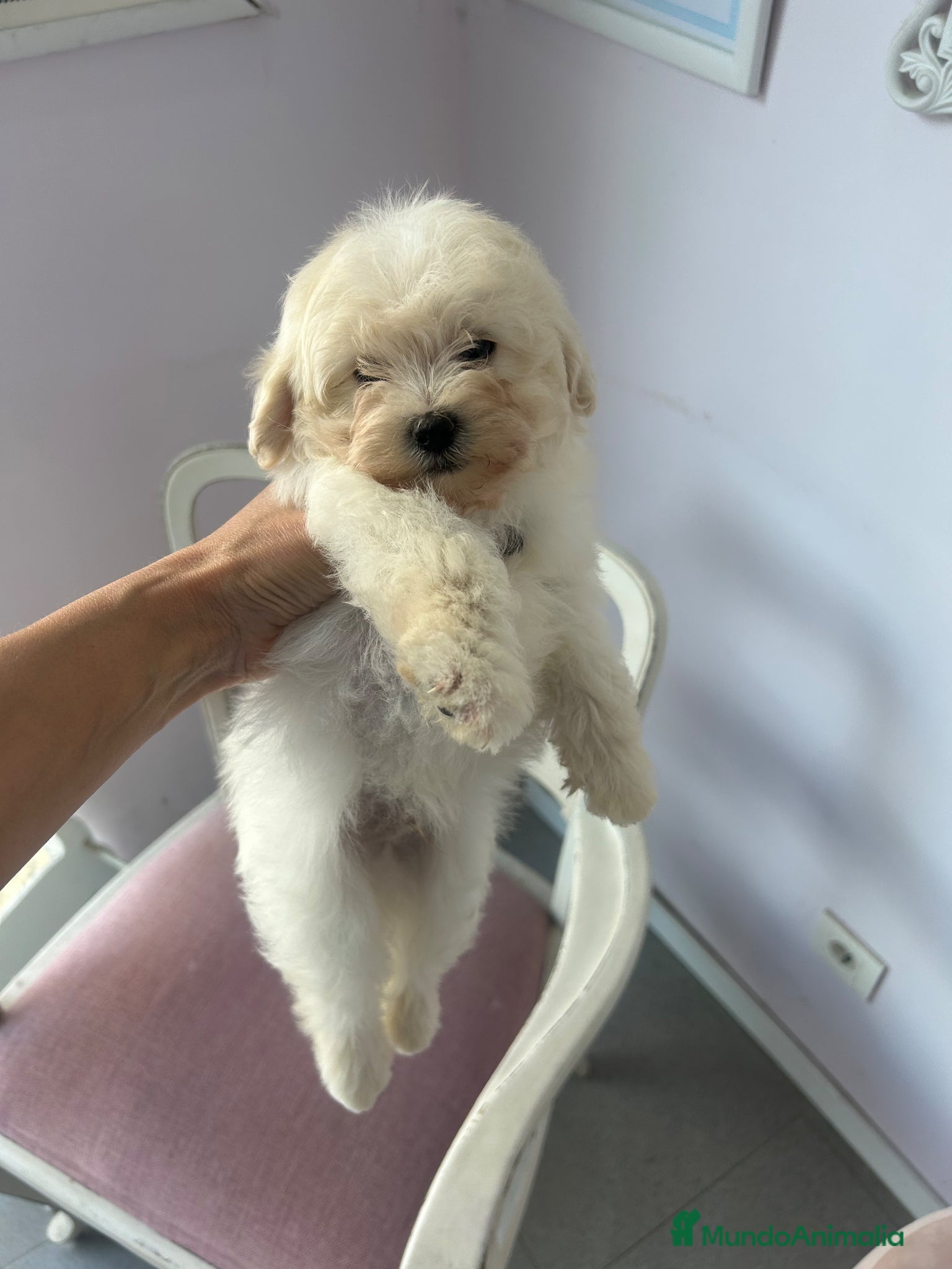 Maltipoo perros Adorables cachorritos de Maltipoo - Anuncio 1