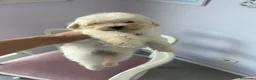 Maltipoo perros en venta: Adorables cachorritos de Maltipoo - Anuncio 1