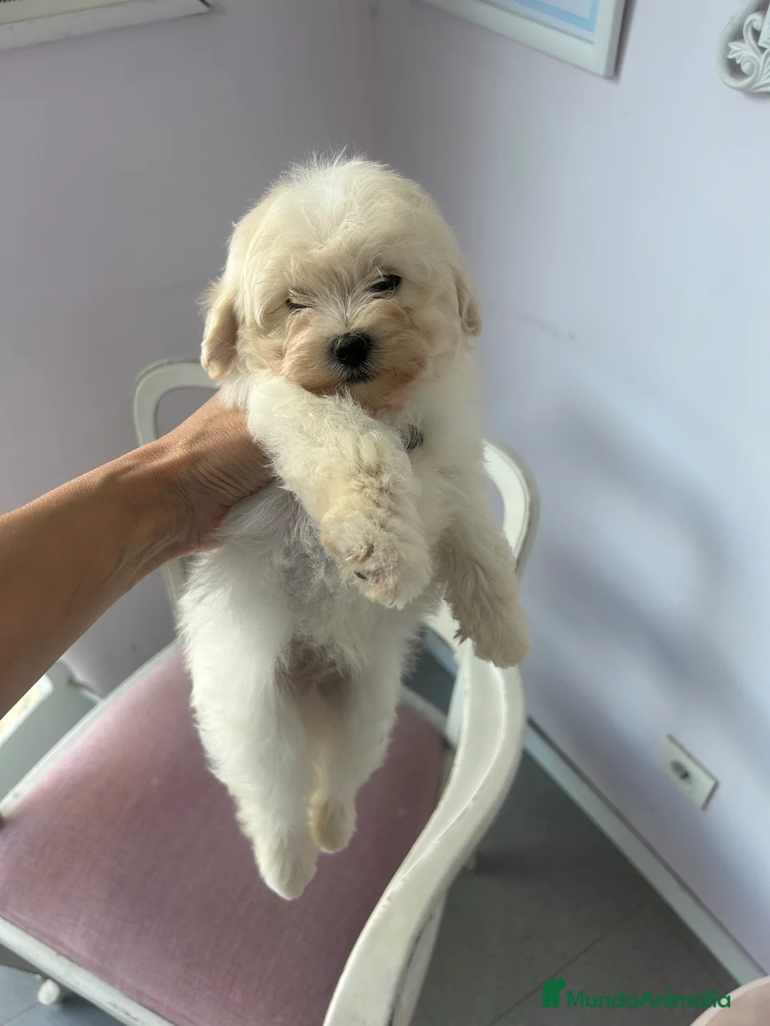 Maltipoo perros en venta: Adorables cachorritos de Maltipoo - Anuncio 1