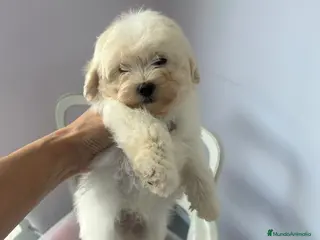 Maltipoo perros Adorables cachorritos de Maltipoo - Anuncio 1