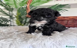 Caniche Toy perros en venta: CANICHE TOY HEMBRA - Imagen 9