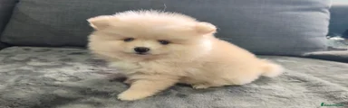 Pomerania 1