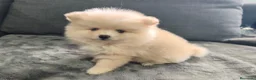 Pomerania perros en venta: POMERANIA macho - Anuncio 3