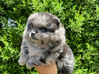 Pomerania perros - Anuncio 11