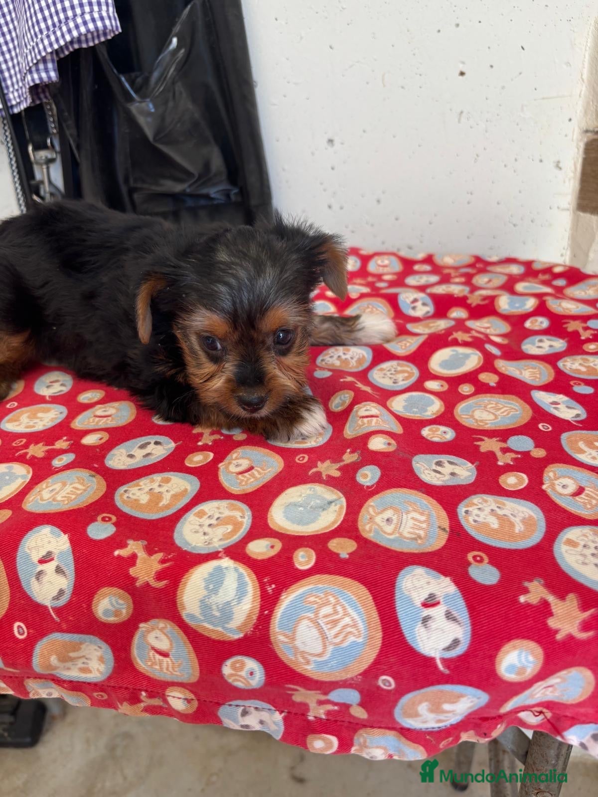 Yorkshire Terrier perros YORKSHIRE - Anuncio 1