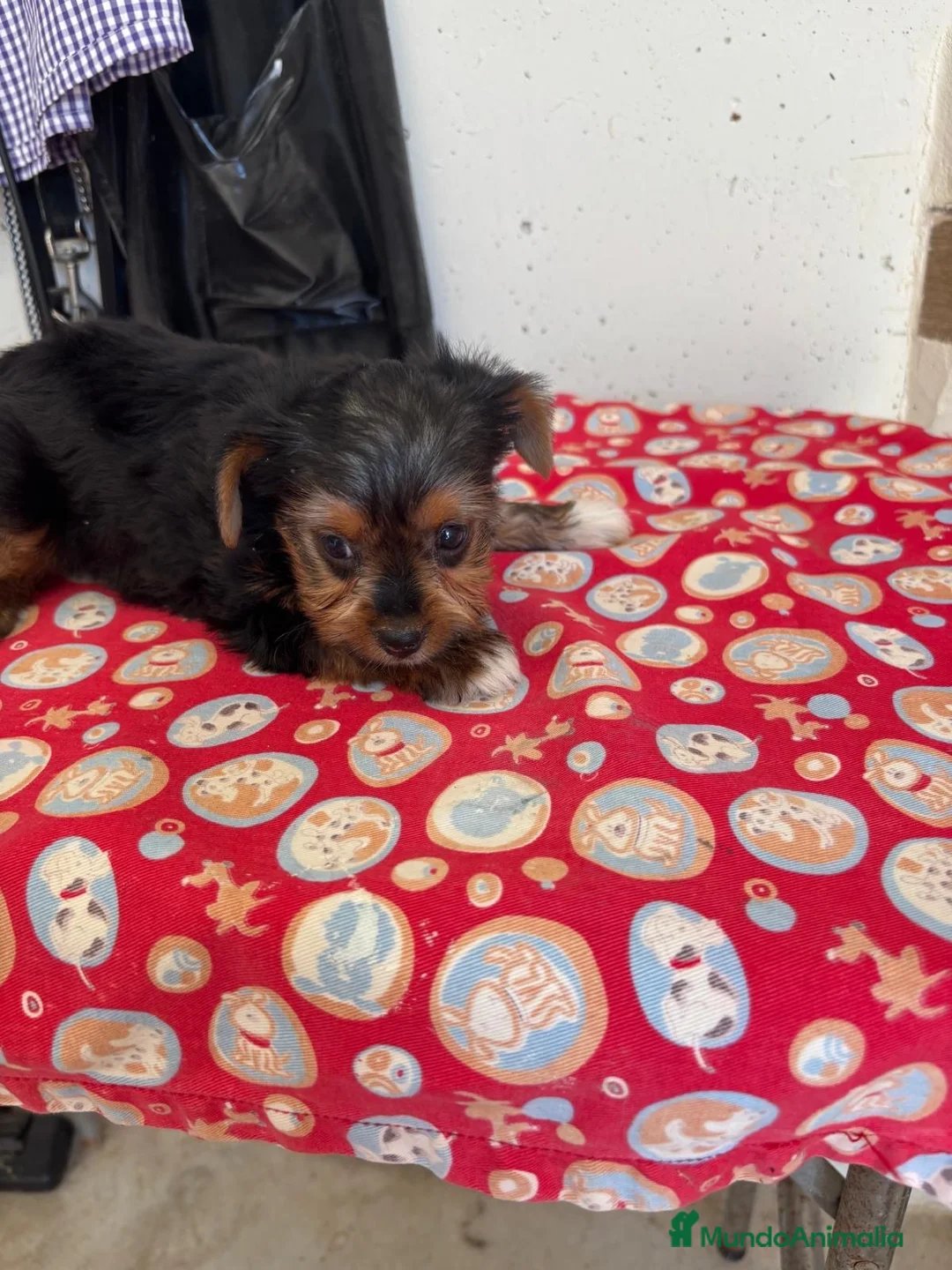 Yorkshire Terrier perros en venta: YORKSHIRE - Anuncio 1