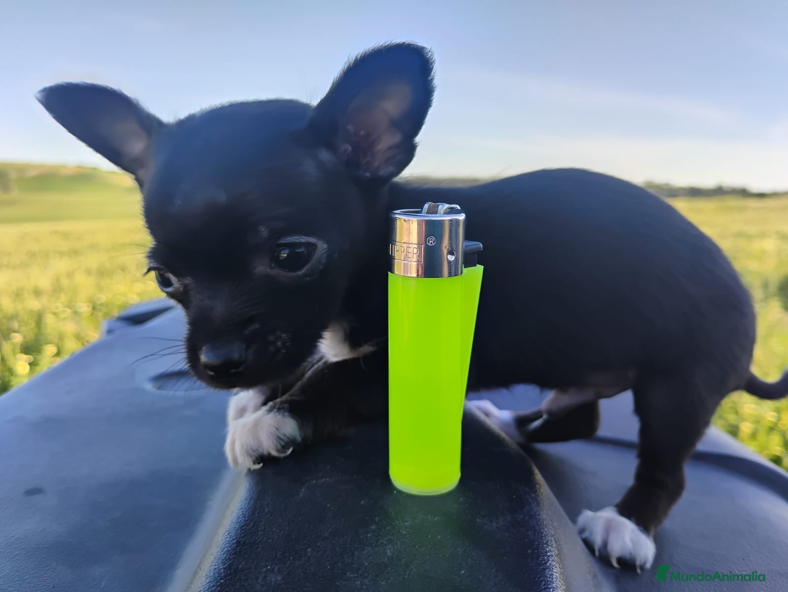 Chihuahua perros Espectacular Chihuahua - Anuncio 2