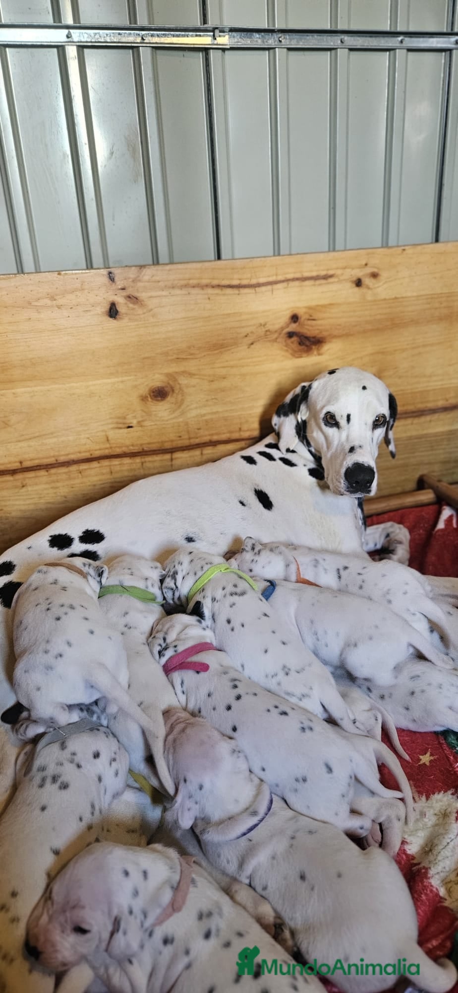 Dálmata perros Cachorros dálmatas - Anuncio 1