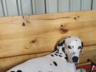 Dálmata perros Cachorros dálmatas - Anuncio 1