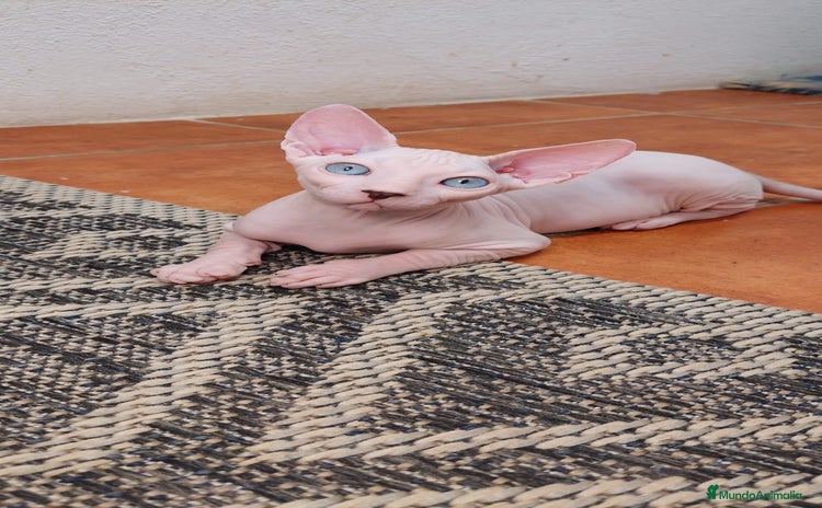 Sphynx gatos - Anuncio 5