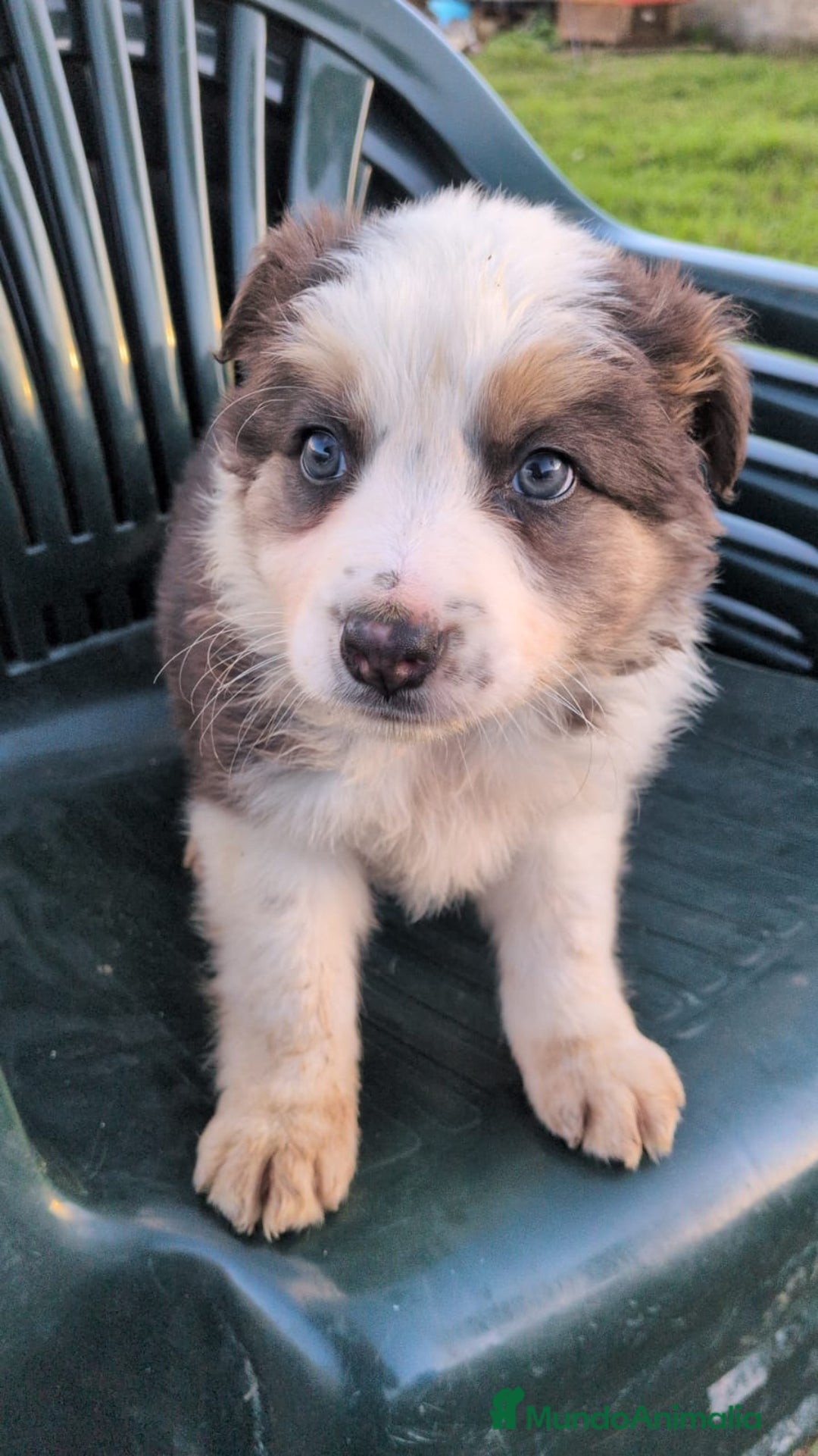 Border Collie perros en venta: BORDER COLLIE  - Anuncio 3