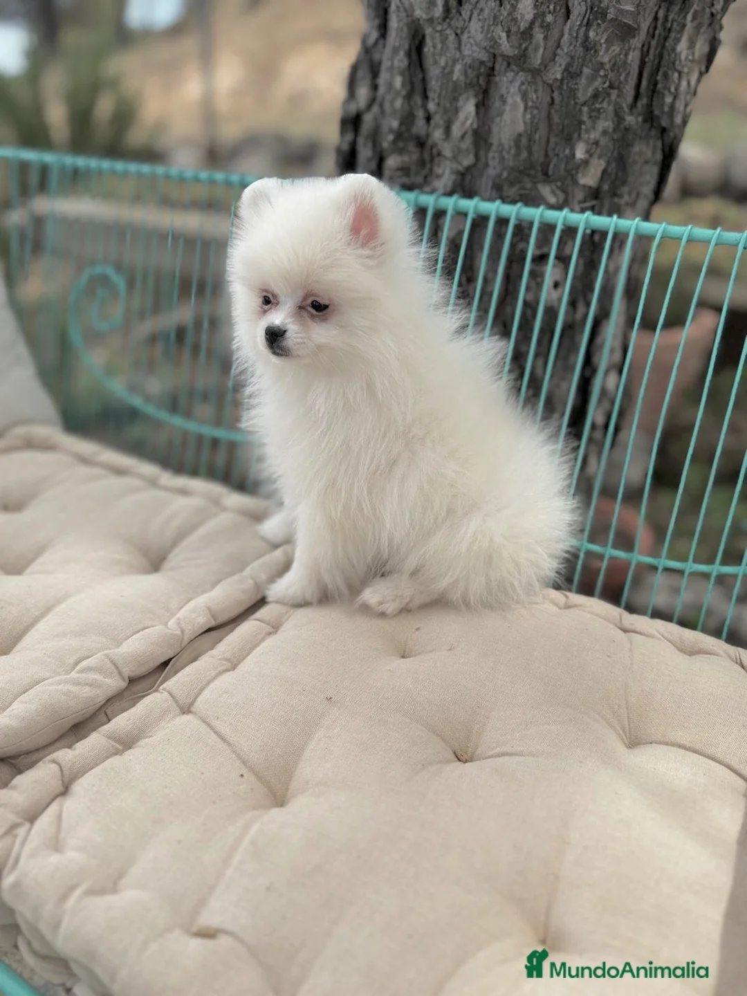 Pomerania perros en venta: Pomerania totalmente vacunada !!! - Anuncio 2