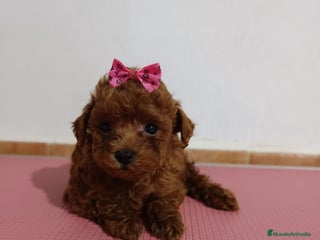 Caniche Toy perros - Anuncio 20