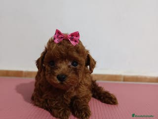Caniche Toy perros Caniche toy - Anuncio 21