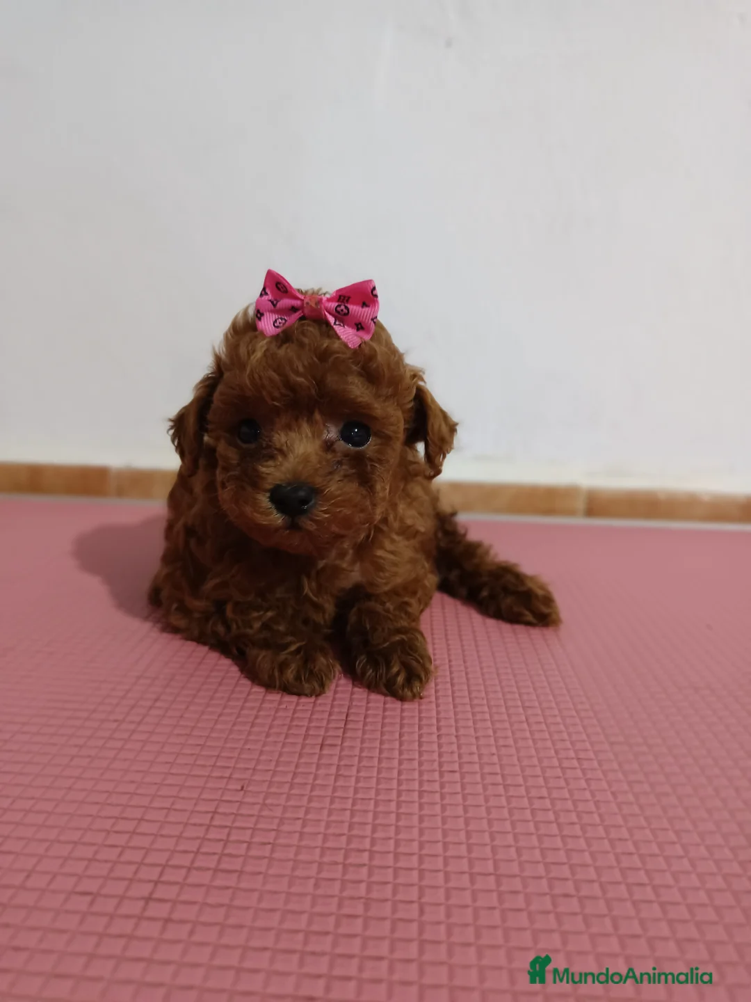 Caniche Toy perros en venta: Caniche toy - Anuncio 1