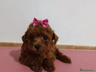 Caniche Toy perros Caniche toy - Anuncio 11