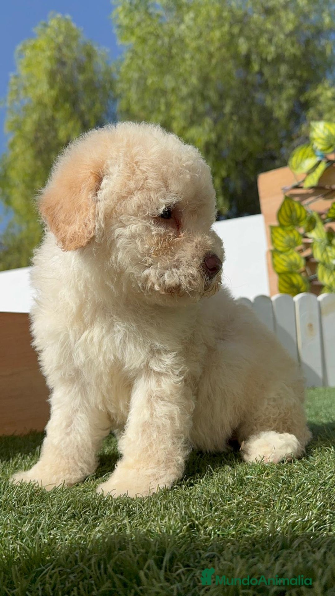 Perro de Agua Español perros en venta: PERRO DE AGUA ESPAÑOL HEMBRA - Imagen 4