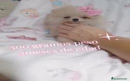 Pomerania perros en venta: Pomerania ositos exóticos 🩵🩵🩵 - Imagen 3