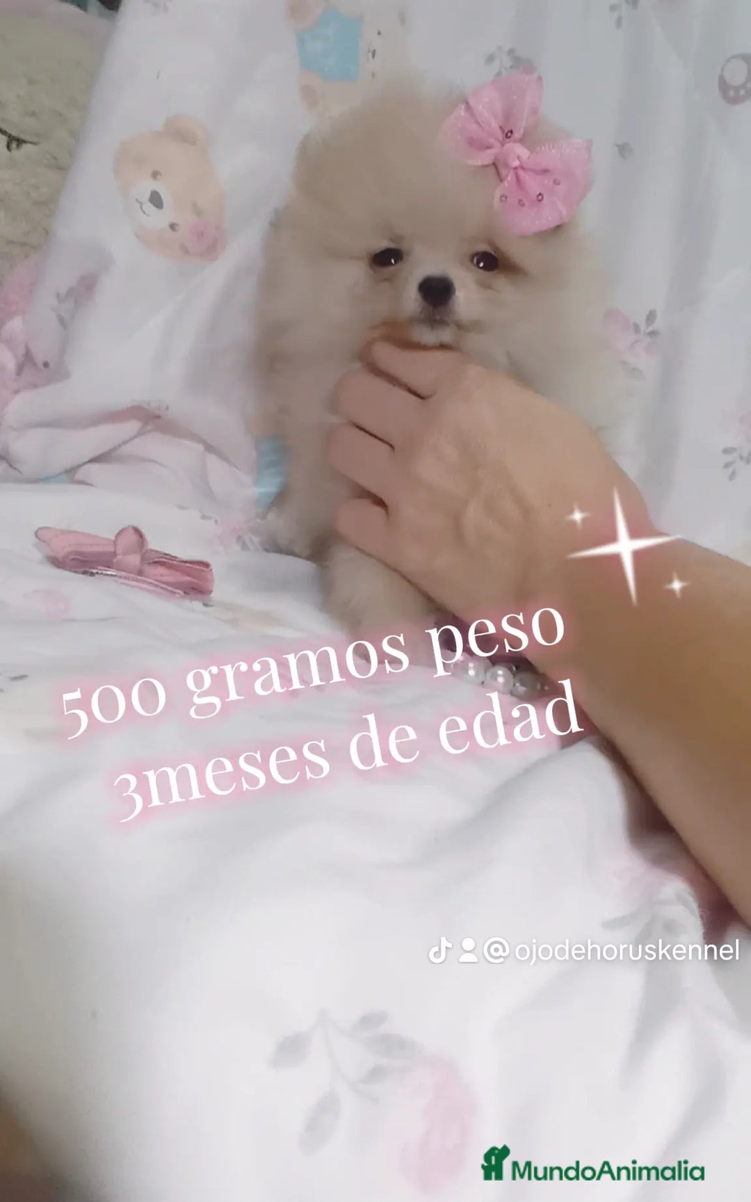 Pomerania perros en venta: Pomerania ositos exóticos 🩵🩵🩵 - Imagen 3