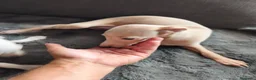 Pequeño Lebrel Italiano perros en venta: Galgo italiano. Crema e Isabela - Anuncio 6
